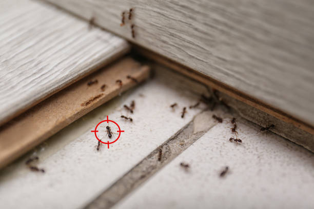 Best Cockroach Control Services  in Spring Valley, NV