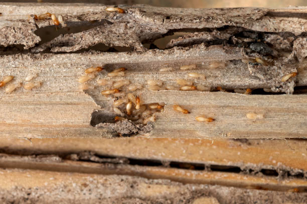 Best Commercial Pest Control Services  in Spring Valley, NV